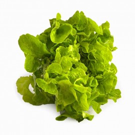 Lechuga Roble Verde orgánica x unidad