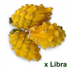 Pitaya criolla x lb de Pequeñas Fincas