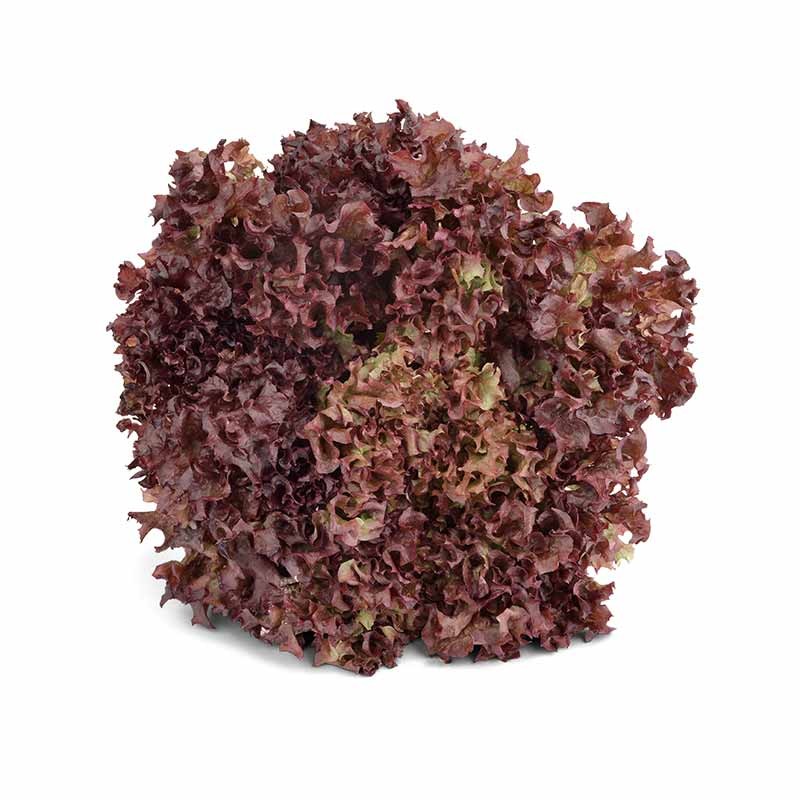 Lechuga Morada Crespa Orgánica x unidad